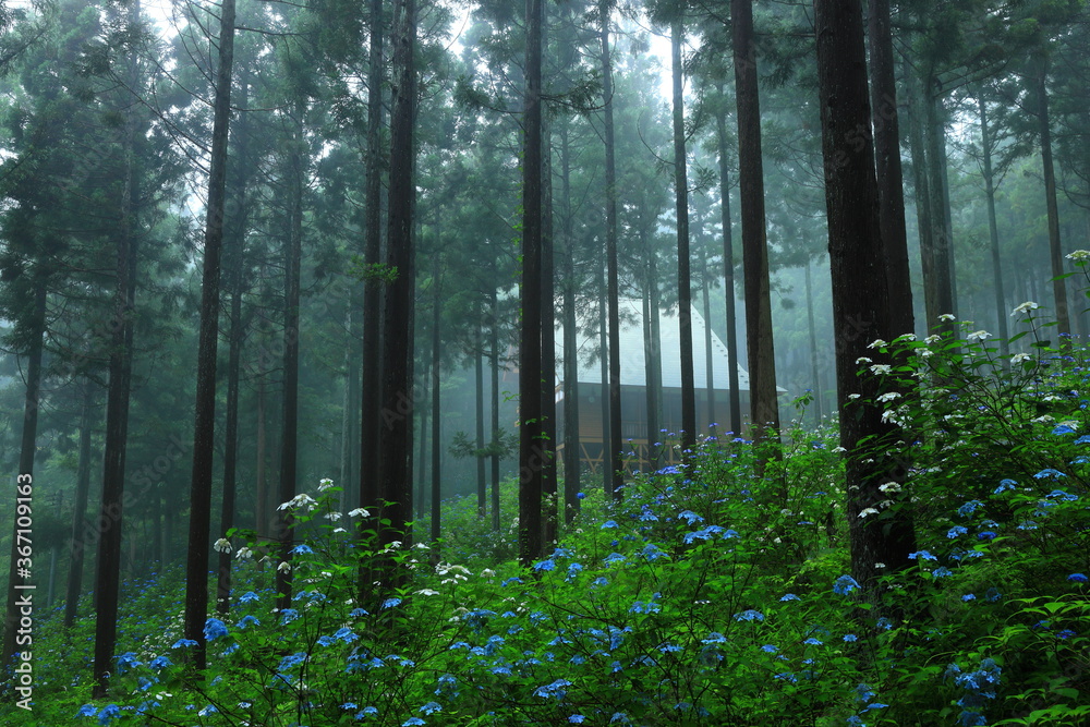 Fototapeta premium 森の紫陽花