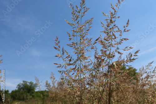 Fototapeta Naklejka Na Ścianę i Meble -  trawa