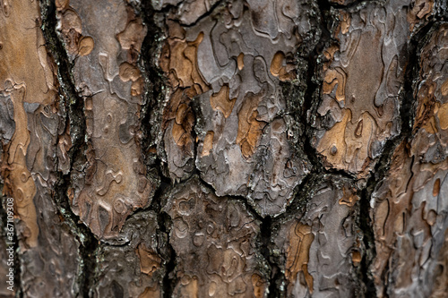 Japanese Tree Bark Texture