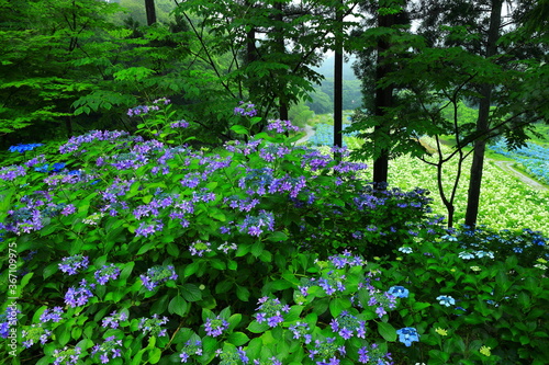 Fototapeta Naklejka Na Ścianę i Meble -  森の紫陽花