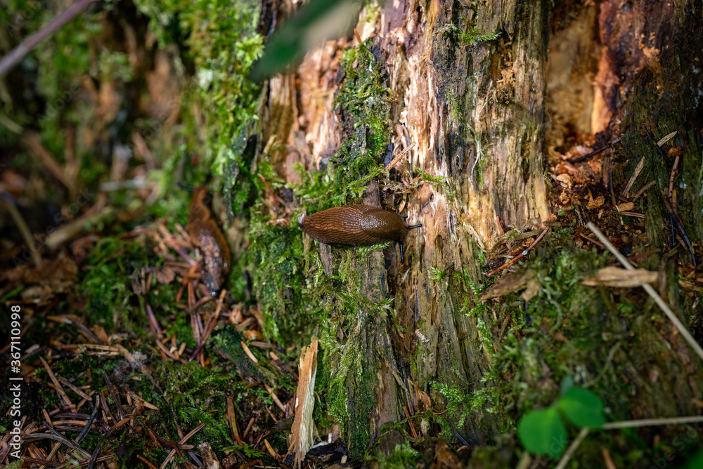 Fototapeta premium Beautiful naked snail sitting on a tree in a german forest, Germany