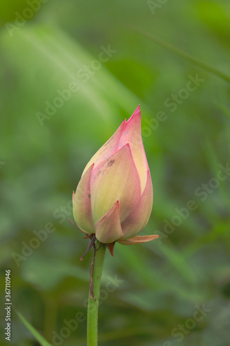 Beautiful lotus buds in the lake.Nelumbo nucifera, also known as Indian lotus, sacred lotus, bean of India, Egyptian bean or simply lotus, is one of two extant species of aquatic plant in the family photo