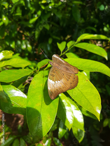 butterfly on leaf