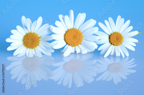 3 chamomiles on the blue background  closeup