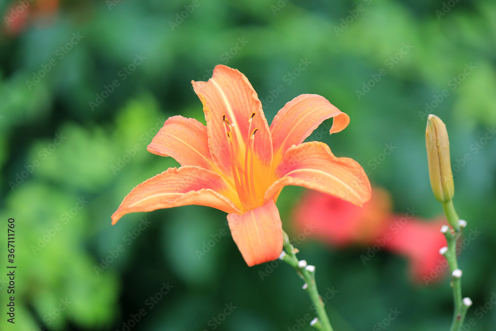 bright beautiful flowers in botanical garden bright beautiful flowers in botanical garden