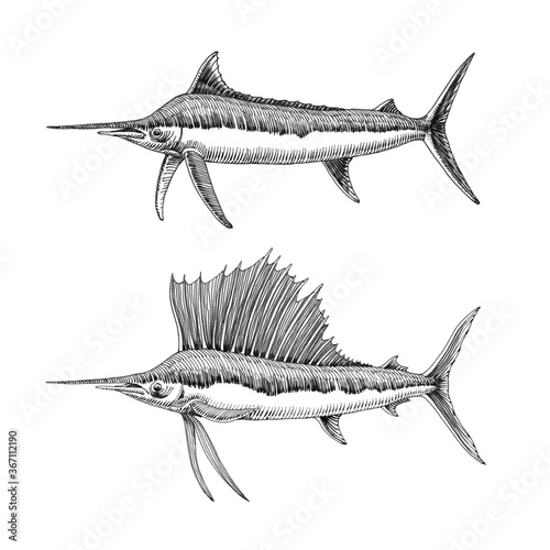blue atlantic marlin & sailfish with large fin, commercial marine fish, delicious seafood, engraving, sketch, illustration with black ink lines isolated on a white background in a hand drawn style