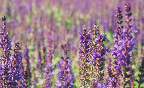 Field of clary sage in the early morning  before the sunrise. Provence  France. Beautiful purple sage flowers blooms in the summer meadow. Flower background
