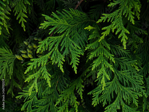Background of Christmas tree branches. nature natural background branches of thuja, pine as a substrate for design
