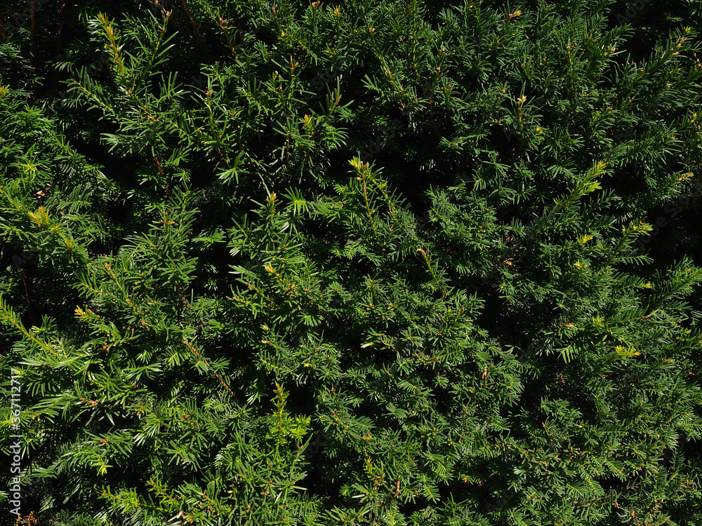 Background of Christmas tree branches. nature natural background branches of thuja, pine as a substrate for design Background of Christmas tree branches. nature natural background branches of thuja, pine as a substrate for design