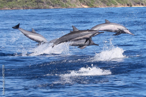 Delfine vor Maui