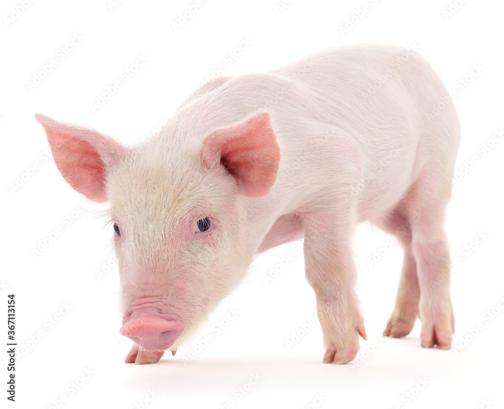 Pig on white Pig on white