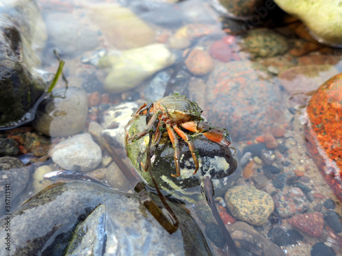 Krabbe in der Ostsee
