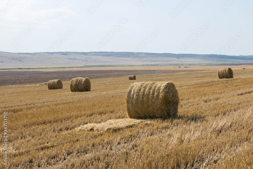 Field after harvest in the morning. Large bales of hay in a wheat field.