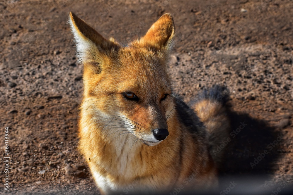 Fototapeta premium Zorro colorado, San Pedro de Atacama, Chile