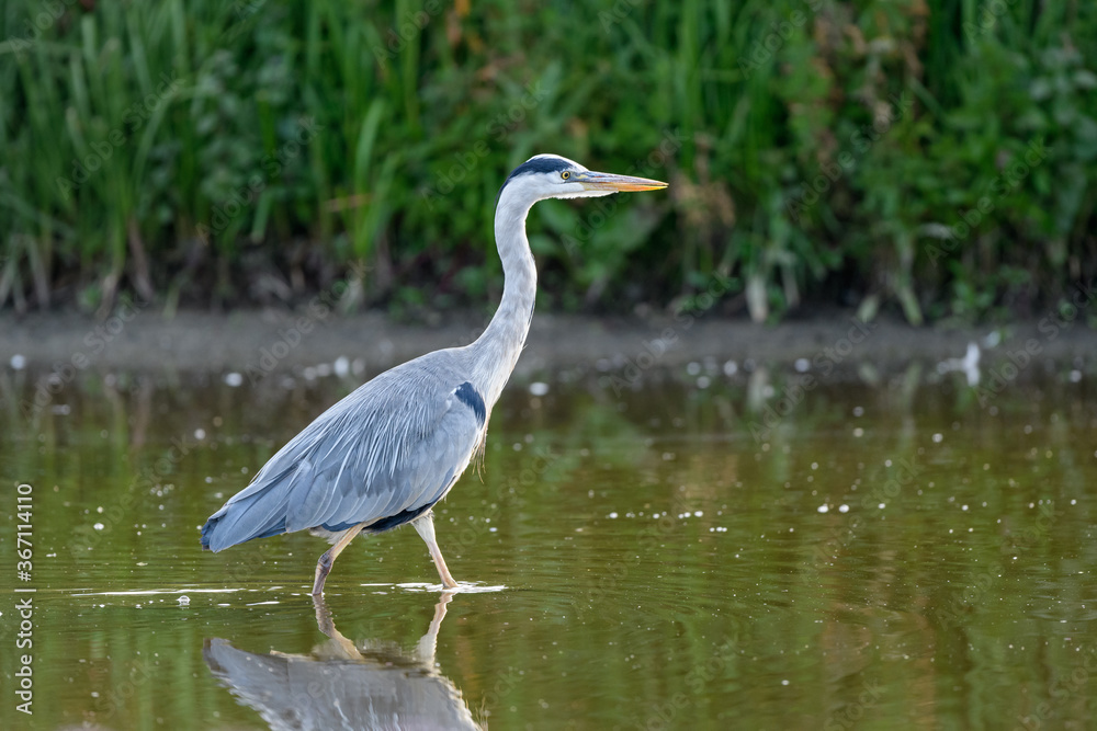 Grey heron (Ardea cinerea) foraging in its natural environment Grey heron (Ardea cinerea) foraging in its natural environment