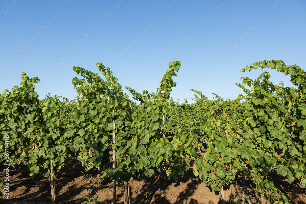 Vineyard plantation in summer. Green growing vine formed by bushes.