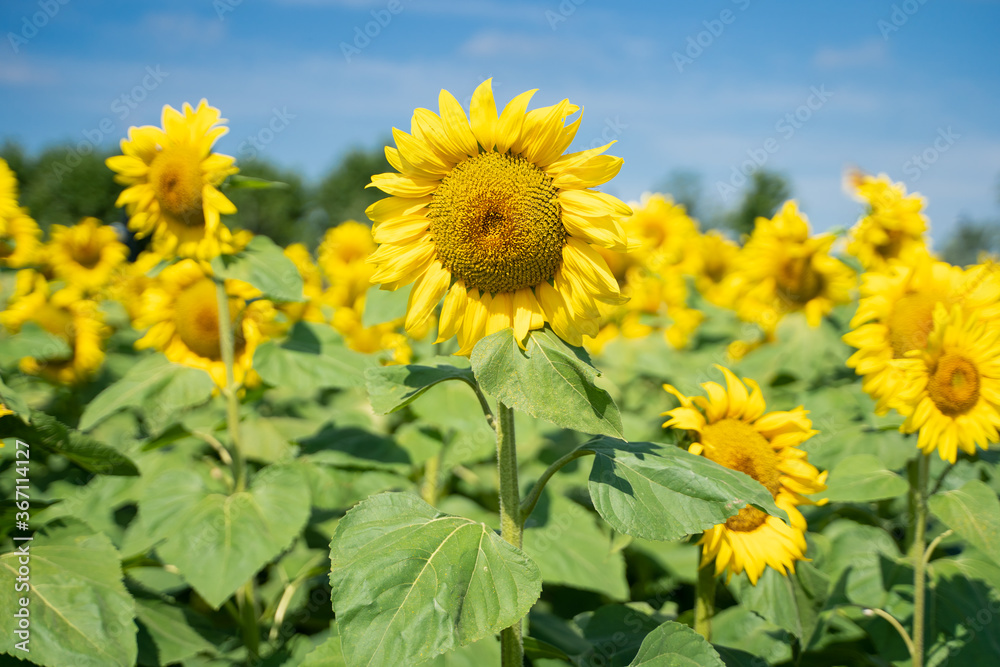 Fototapeta premium Selective focus on a sunflower flower in the middle of a field