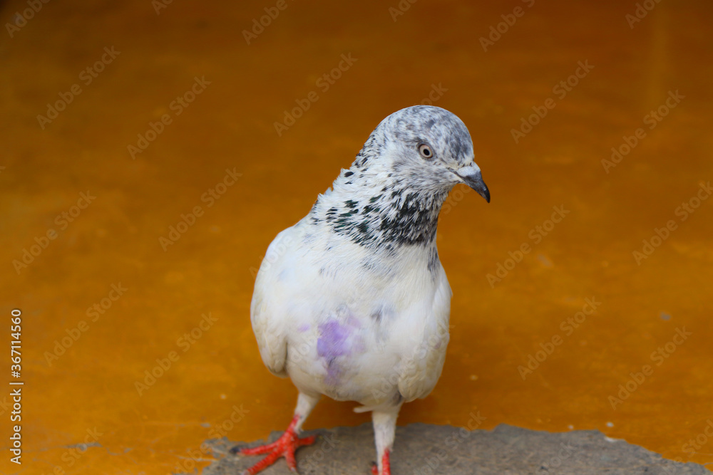 Obraz premium Close up shot of beautiful pigeon bird, Pigeon close up