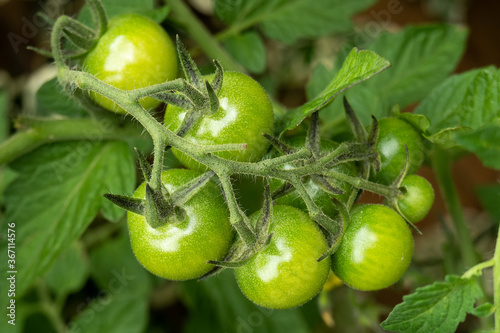 green vine tomatoes on the bush