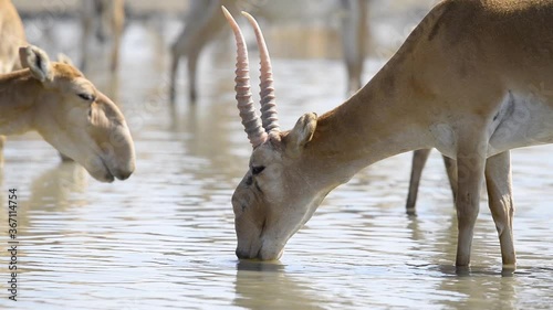 A herd of saigas drink a water from lake in wild nature