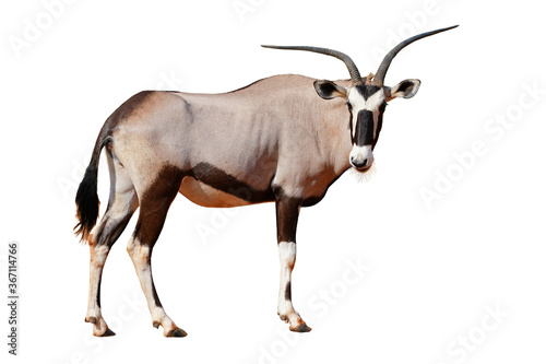 oryx standing looking camera isolated on white background. This has clipping path. 