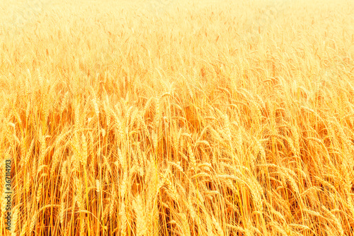 Field of ripe golden wheat ears