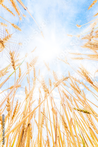 Golden wheat beards on blue sky