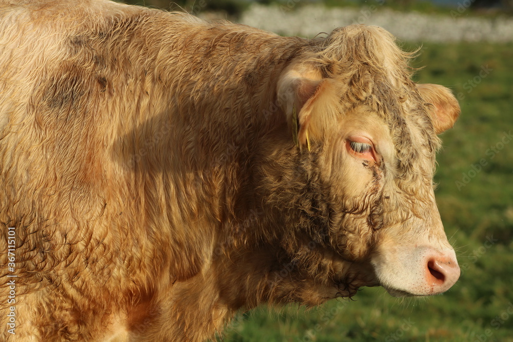 Closeup of Charolais bullock on farmland in rural Ireland during wintertime