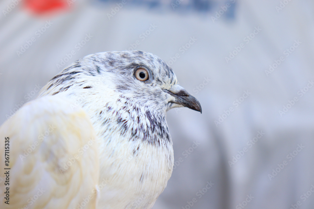 Close up shot of beautiful pigeon bird, Pigeon close up Close up shot of beautiful pigeon bird, Pigeon close up