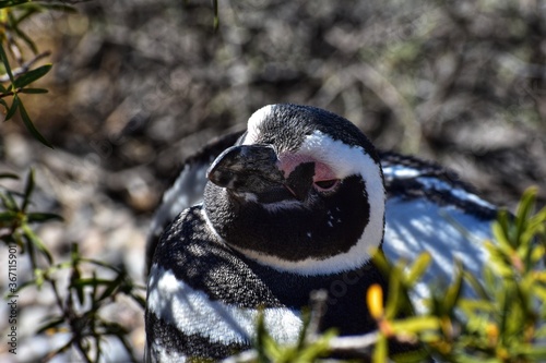 Pingüino de Magallanes en Punta Tombo, Argentina