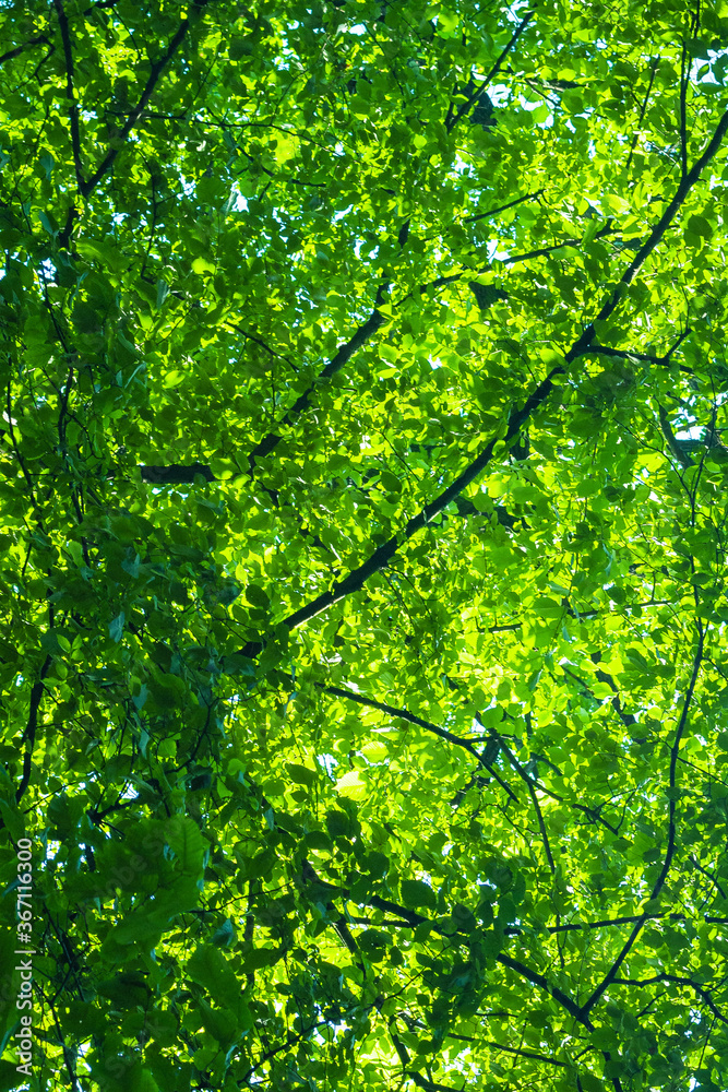 Dense green crowns of tall trees. Abstract natural vegetative background. Dense green crowns of tall trees. Abstract natural vegetative background.