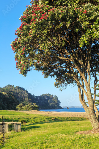Onemana Beach on the Coromandel Pensinsula, New Zealand. In the foreground is a flowering pohutukawa tree photo