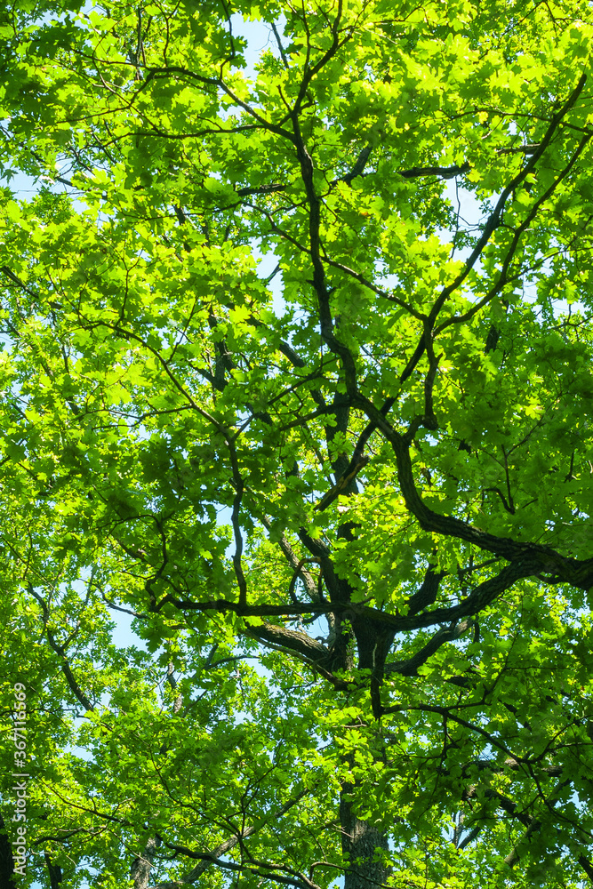 Dense green crowns of tall trees against the sky. Abstract natural vegetative background. Dense green crowns of tall trees against the sky. Abstract natural vegetative background.