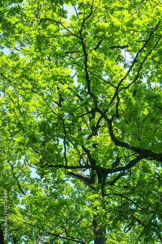 Fototapeta Naklejka Na Ścianę i Meble -  Dense green crowns of tall trees against the sky. Abstract natural vegetative background.