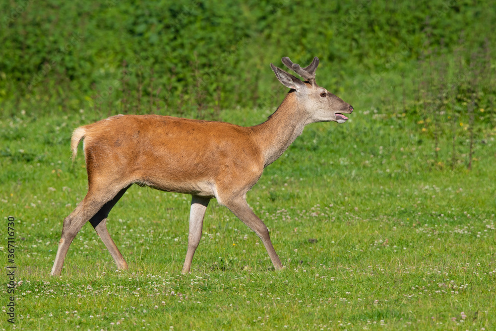 Rothirsch (Cervus elaphus) außer Atem, Deutschland, Europa