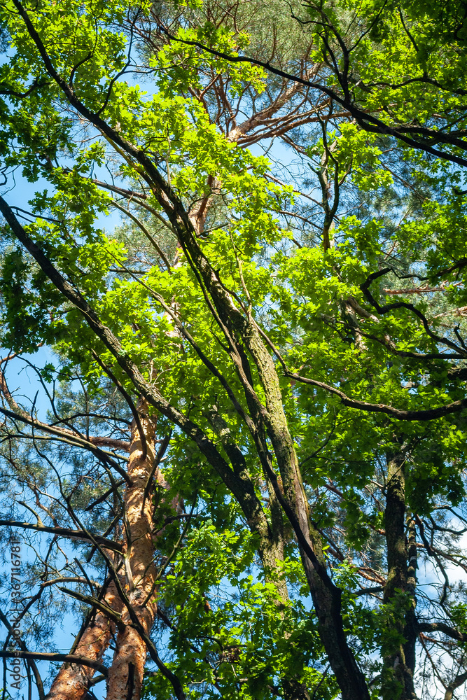 Crowns and branches of tall trees against the sky. Abstract natural vegetative background. Crowns and branches of tall trees against the sky. Abstract natural vegetative background.