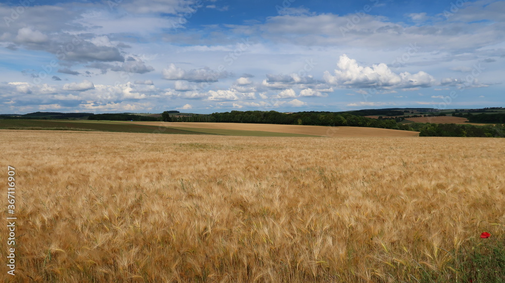 Agriculture céréalière en Champagne Ardenne, paysage de campagne avec un champ d’orge en été (France)