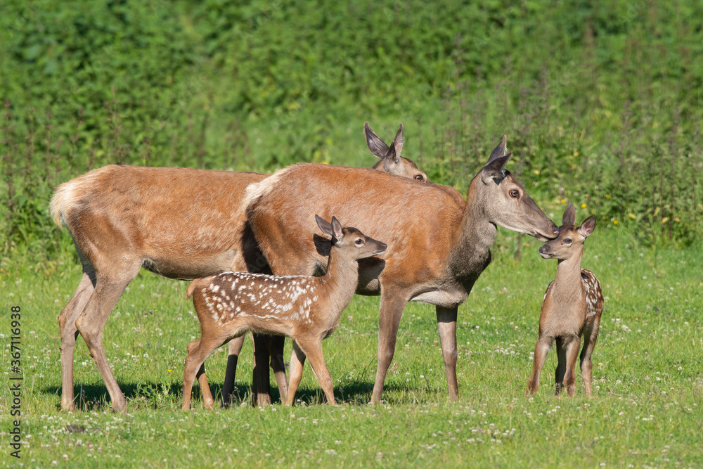 Rothirsch (Cervus elaphus) weibliche mit Junge, Deutschland, Europa Rothirsch (Cervus elaphus) weibliche mit Junge, Deutschland, Europa