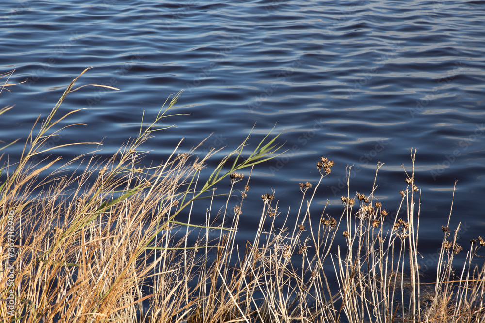Fototapeta premium waving water texture with shore weeds