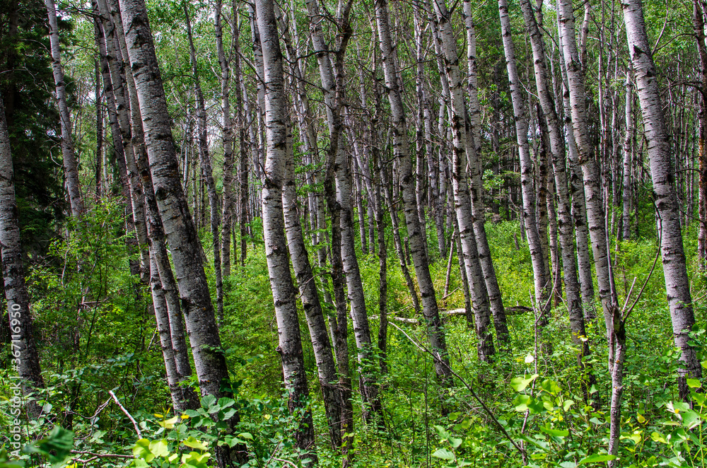 Fototapeta premium hiking through the forest on the kinosao lake on a bright sunny day in riding mountain national park, manitoba