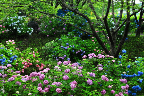 Wallpaper Mural 水車小屋と紫陽花 Torontodigital.ca