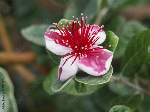 Close up photo of a feijoa flower