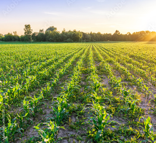 Scenic view at beautiful green corn field with green grass, deep blue sky , golden sun rays , summer landscape