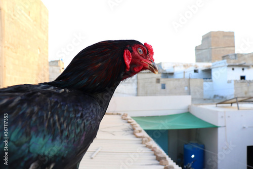 A close-up of a rooster's head and neck