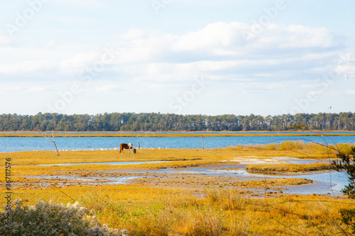 wetland grazing land with wild horse at nature preservation area