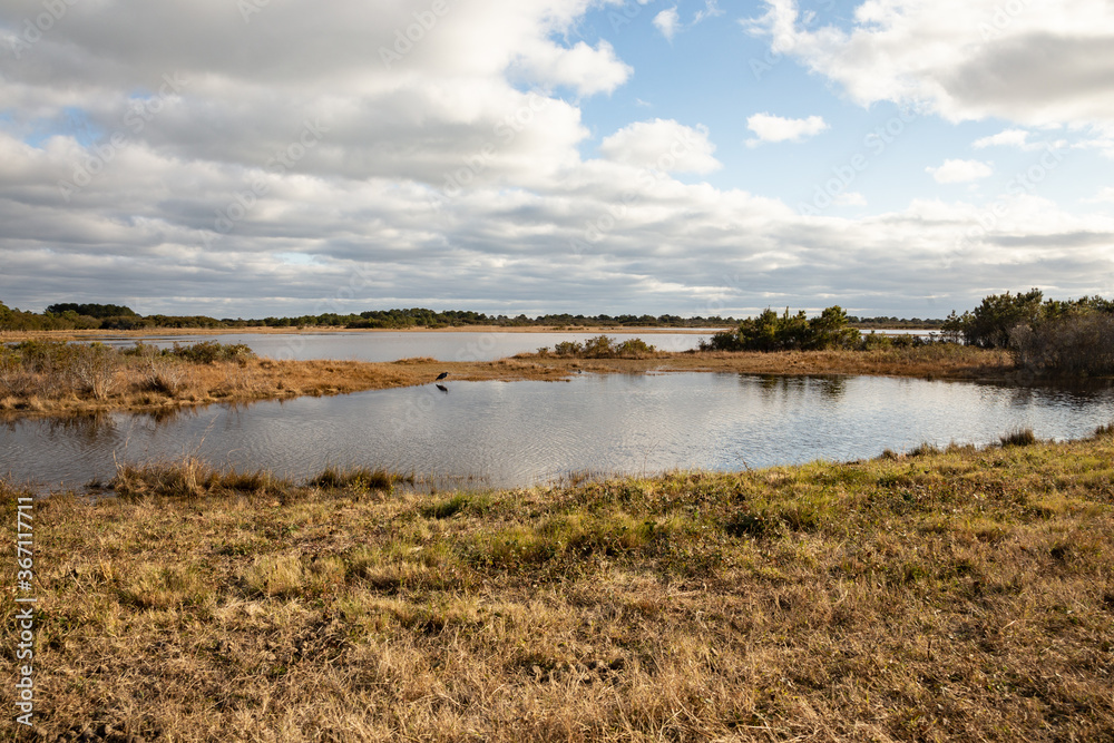 Swamp with bird in late autumn