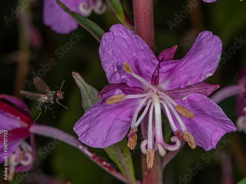 The fly pollinating fireweeds was frozen by short flash light exposure, not by a high shutter speed. Ylläslompolo, Kolari, Finland, Lapland. photo