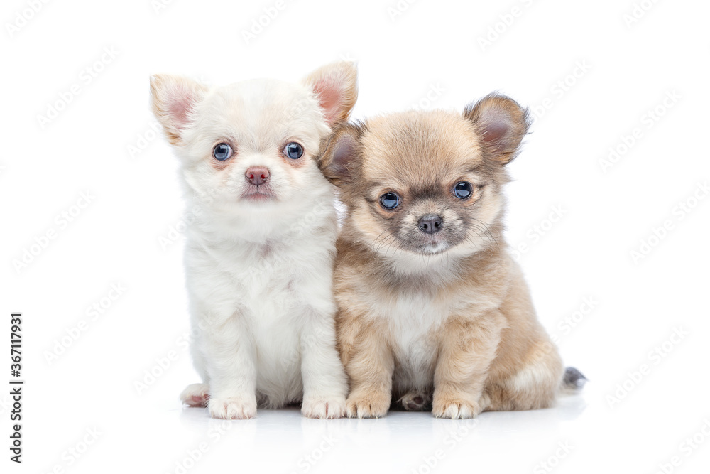 chihuahua puppy dogs isolated on white