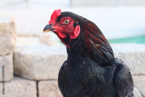 A close-up of a rooster's head and neck