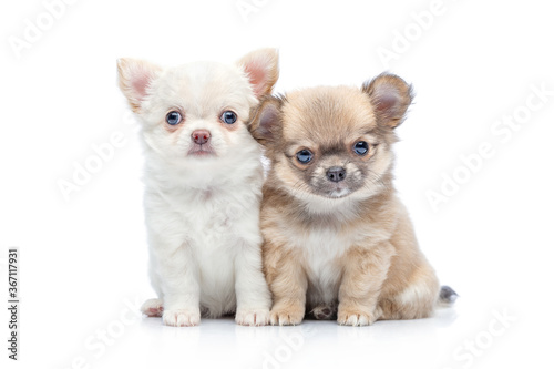 chihuahua puppy dogs isolated on white